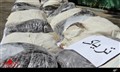  دادستان ایرانشهر در گفت‌وگو با میزان خبر داد کشف بیش از 500 کیلو تریاک در درگیری مسلحانه با قاچاقچیان