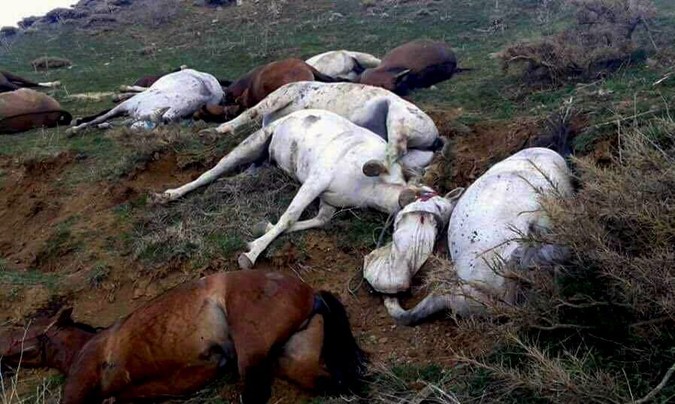 مردم سردشت، بانه و مناطق مرزی جز «کولبری» چه راه دیگری دارند؟