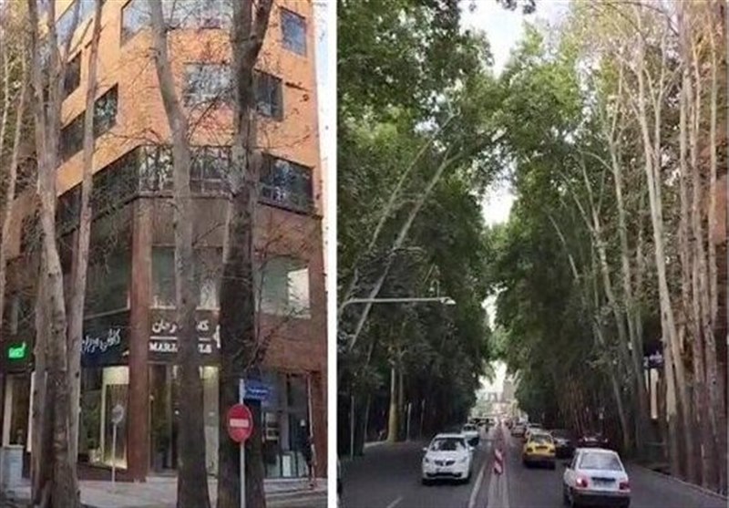 تشکیل پرونده قضائی برای خشک کردن درختان خیابان ولیعصر